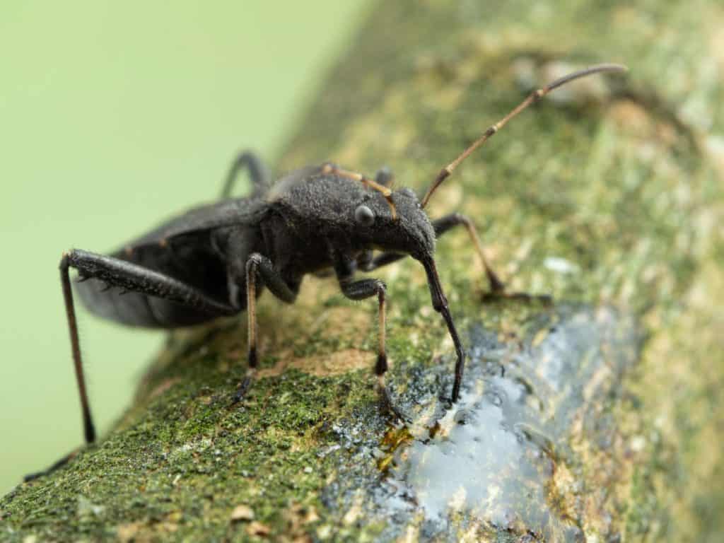 side view of a black adult masked hunter assassin bug (Reduvius personatus), feeding on tree sap with its proboscis. These insects can give a painful bite