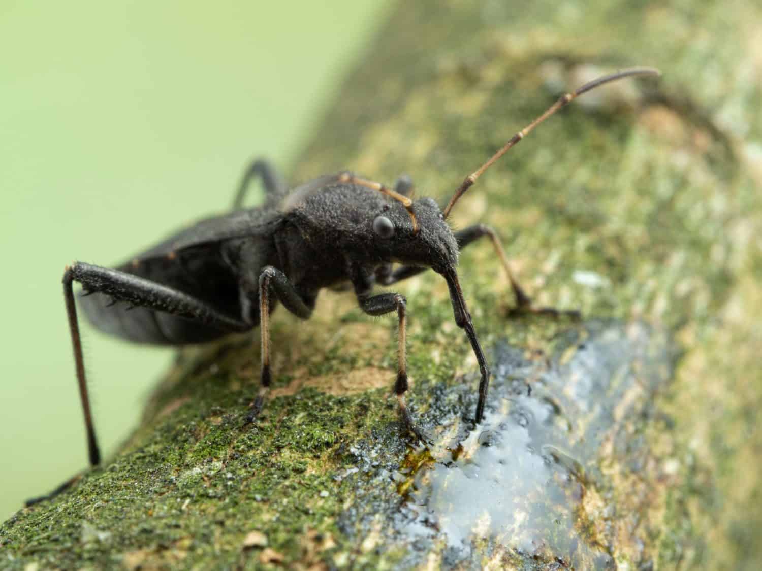 side view of a black adult masked hunter assassin bug (Reduvius personatus), feeding on tree sap with its proboscis. These insects can give a painful bite