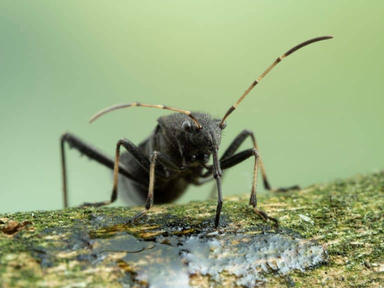 P9050027 close-up of adult masked hunter (Reduvius personatus) feeding on tree sap with its proboscis cECP 2021