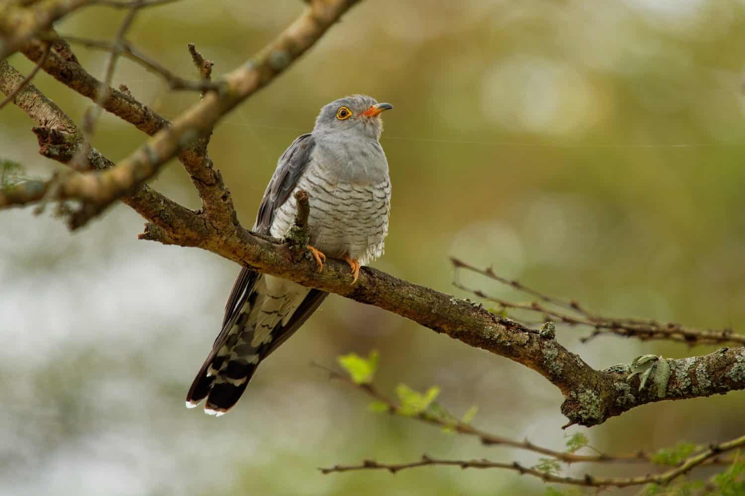 African Cuckoo - Cuculus gularis species of cuckoo in the family Cuculidae, found in Sub-Saharan Africa where it migrates within the continent, grey birdperching on the branch in the tree.