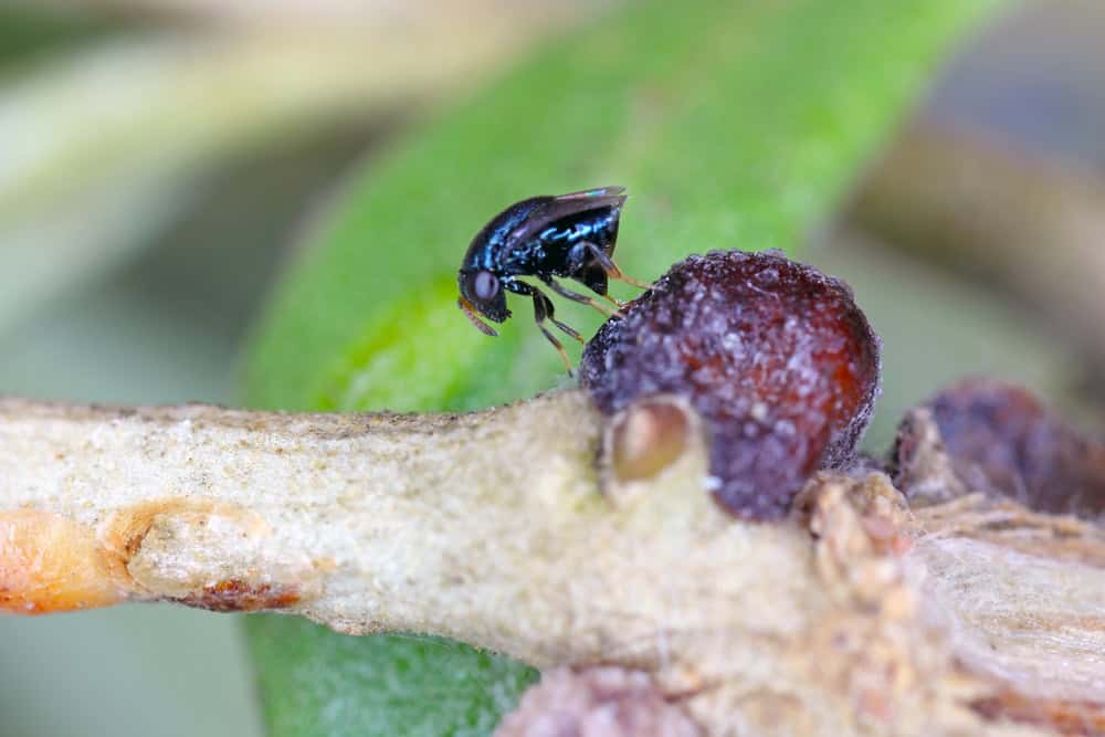 Wasp of Scutellista caerulea (Pteromalidae) is an important, common biological control agent of scales (Hemiptera: Coccidae). Parasited black scale - Saissetia oleae on olive tree.