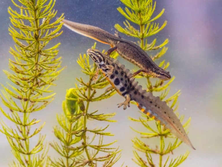 Common newt (Lissotriton vulgaris) pair male and female aquatic animal swimming in freshwater habitat of pond. Underwater wildlife scene of amphibian in nature of Europe. Netherlands.