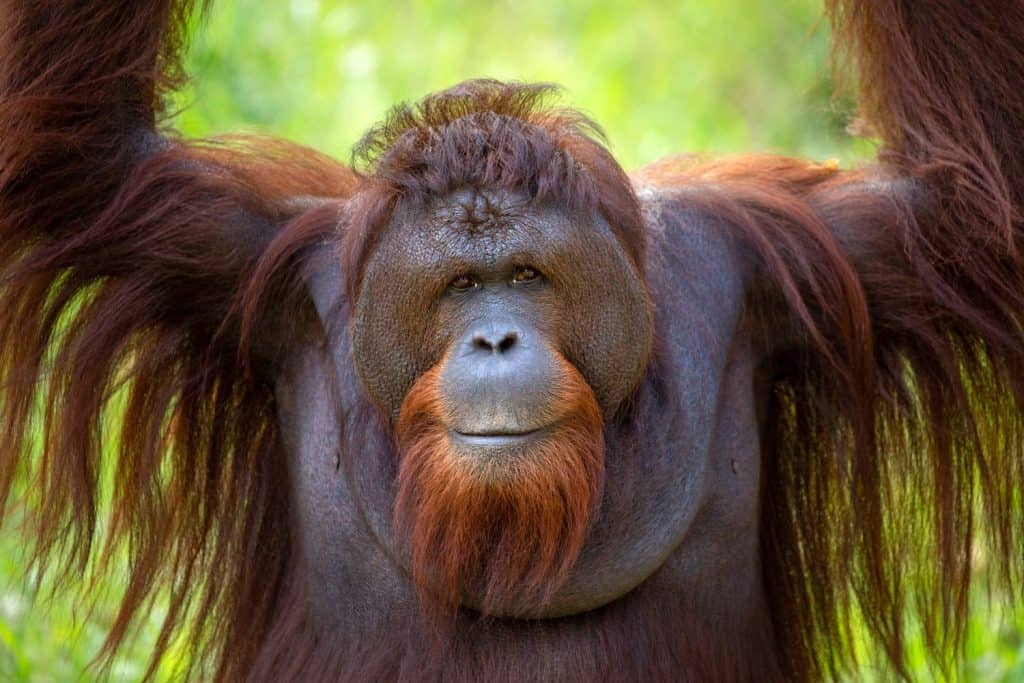 A young adult orangutan is resting in nature.