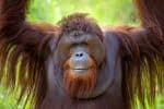 Orangutans
