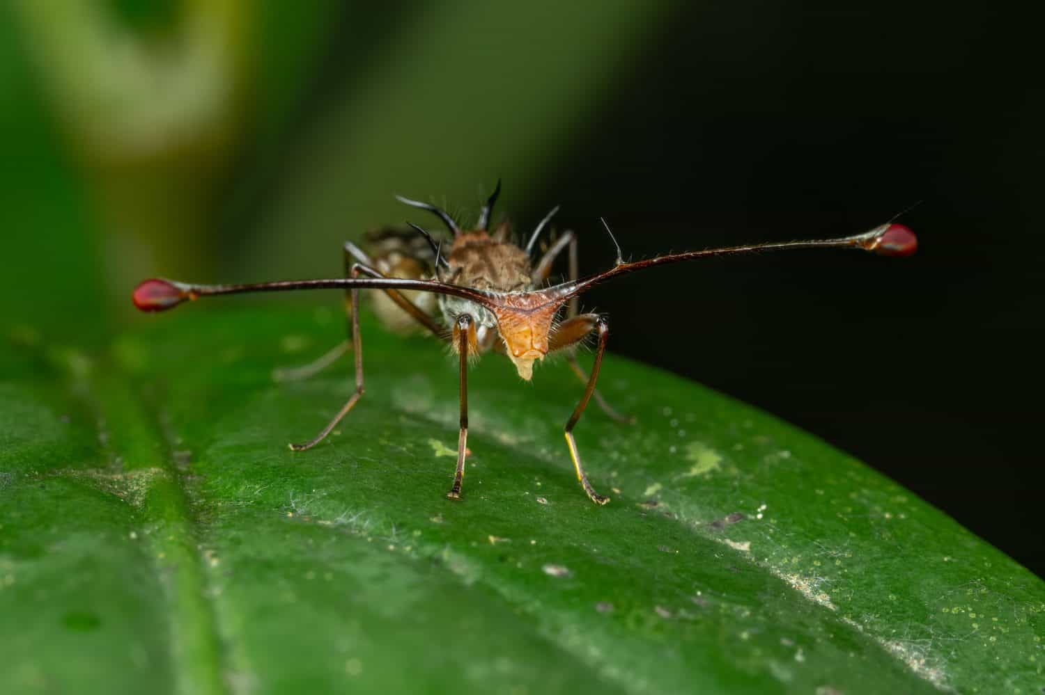 A close up shot of a stalk-eyed fly on a green leaf.