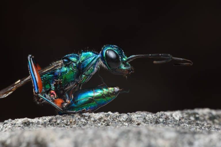The emerald cockroach wasp or jewel wasp is a solitary wasp of the family Ampulicidae.