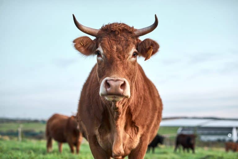 Cow