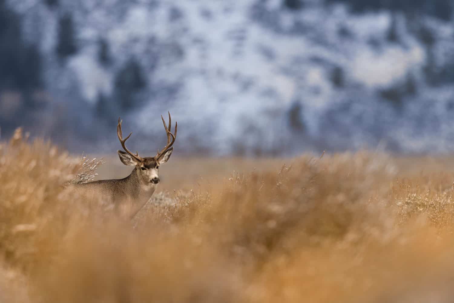 A view of a beautiful majestic mule deer buck in a Grand Teton National Park, USA