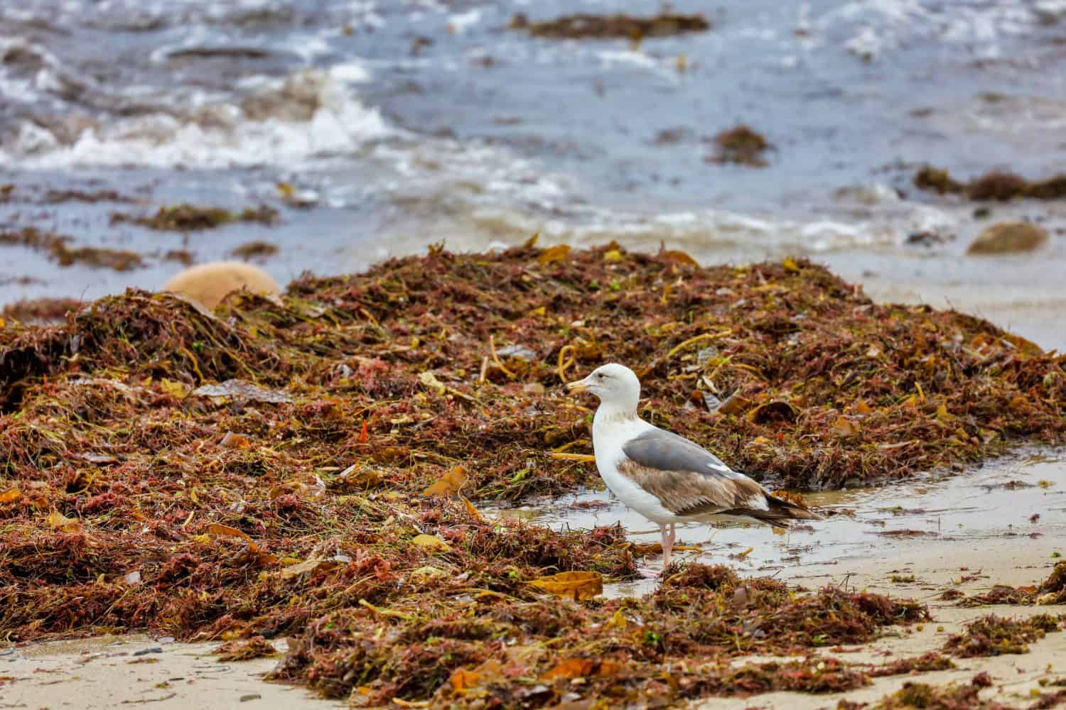 A young western gull foraging around seaweed on the coastline in California.