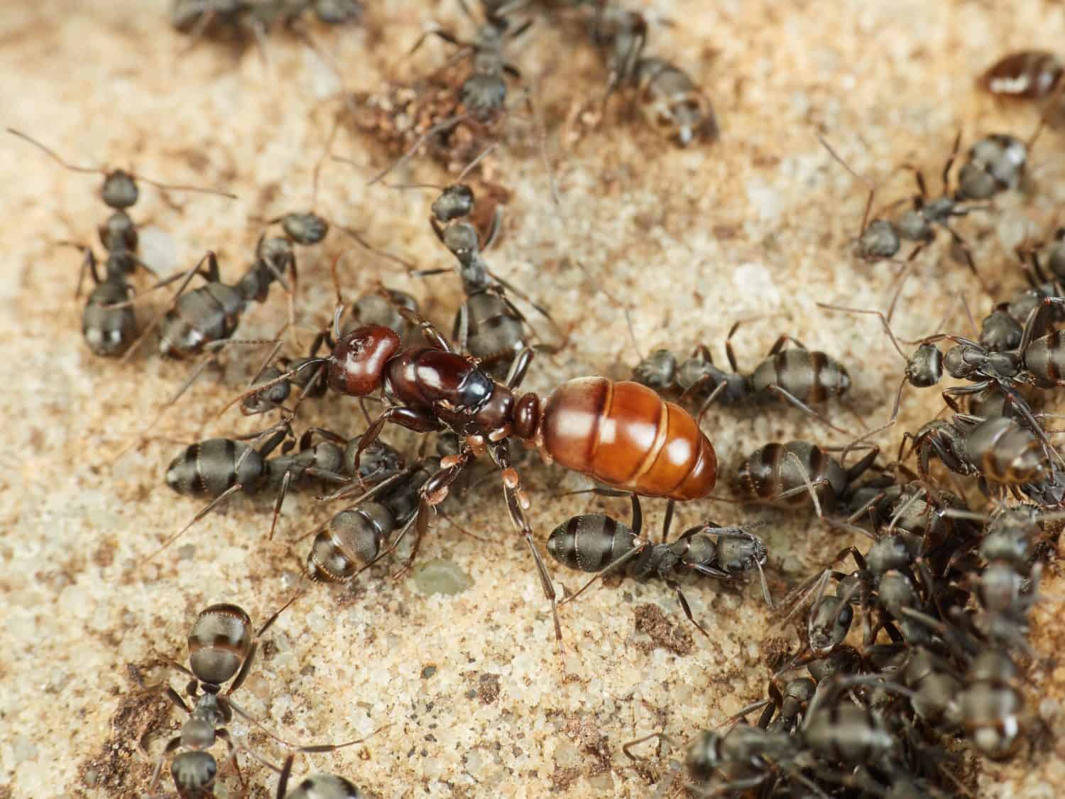 European Amazon Ant. Polyergus rufescens.    
