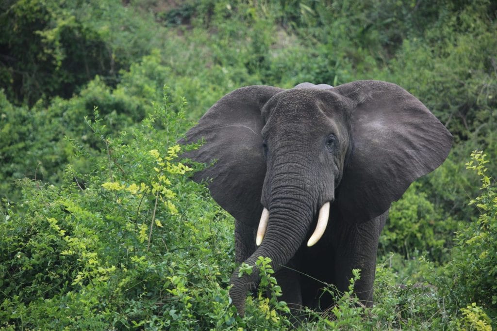 Forest Elephant feeding by a river in Uganda