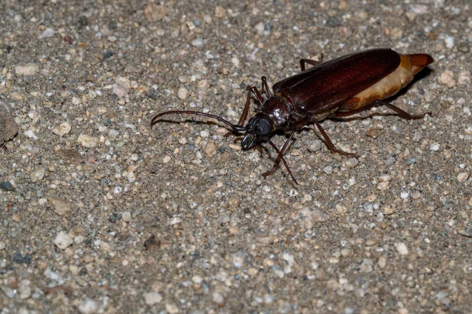 A large palo verde beetle (Derobrachus hovorei) in Joshua Tree National Park.
