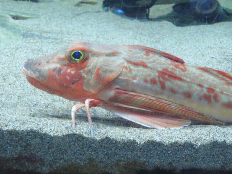 Sea robin in the sea