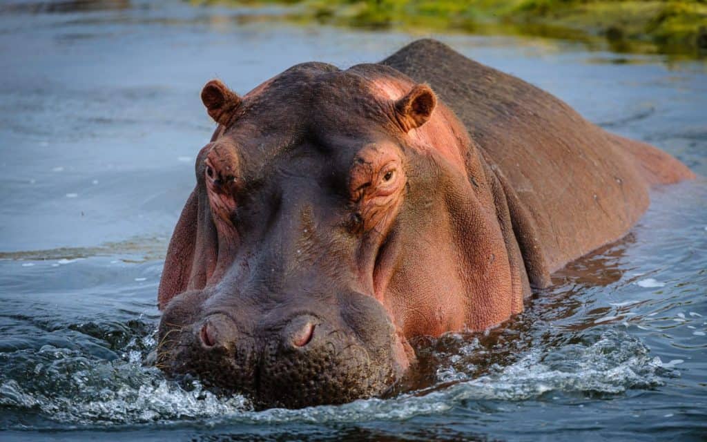 Hippopotamus or Hippo (Hippopotamus amphibius). Kruger National Park. Mpumalanga, South Africa.