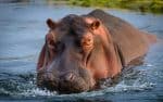 hippopotamus