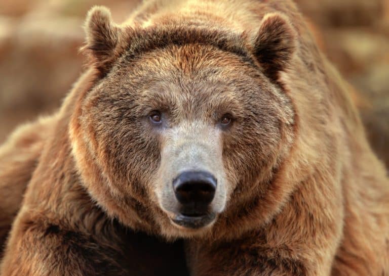 Grizzly Bear