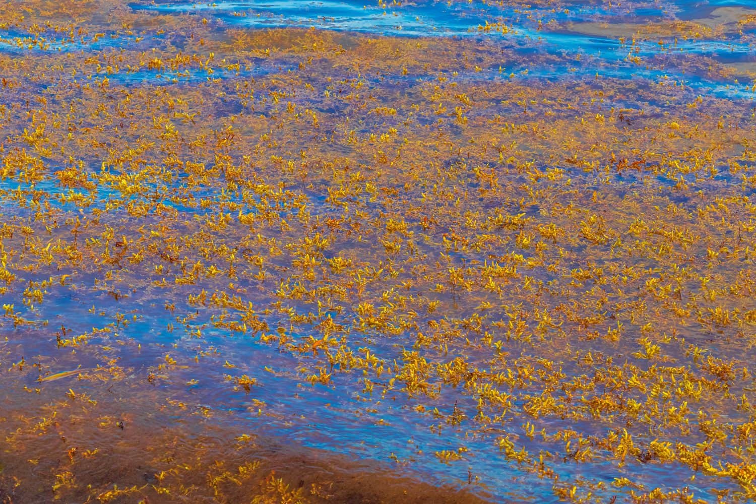 A lot of very disgusting and dirty Caribbean beach water with seaweed sargazo in Playa del Carmen Quintana Roo Mexico.