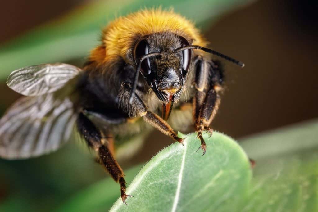 Beautiful vibrant macro close-up of a Bombus terrestris (the buff-tailed bumblebee or large earth bumblebee) on a fresh green leaf in spring in the Lithuania.