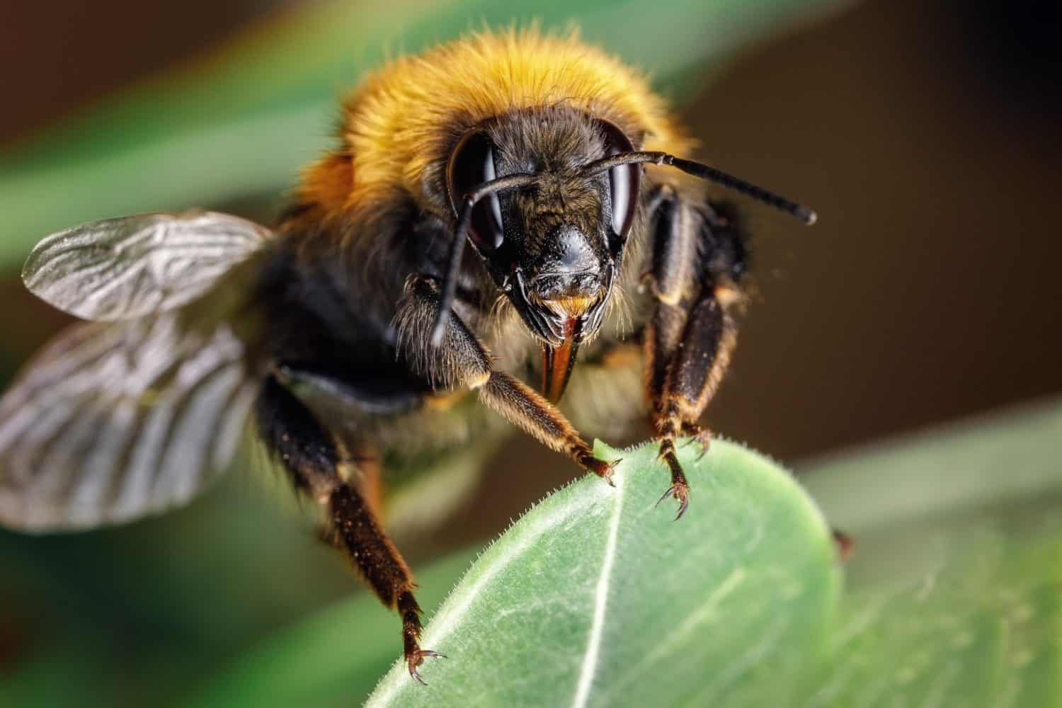 Beautiful vibrant macro close-up of a Bombus terrestris (the buff-tailed bumblebee or large earth bumblebee) on a fresh green leaf in spring in the Lithuania.