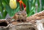 Chipmunks