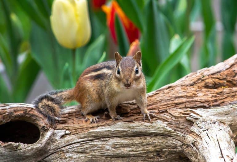 Chipmunk