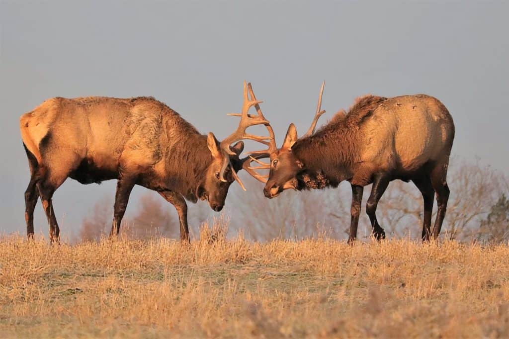Elk bulls doing battle locking antlers