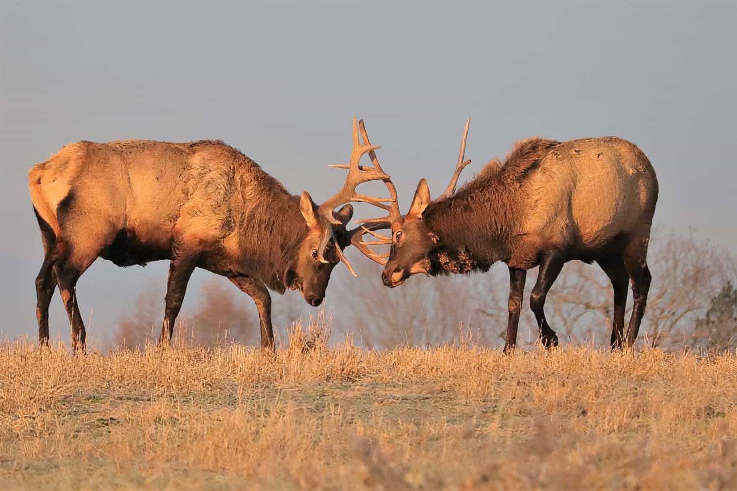 Elk bulls doing battle locking antlers