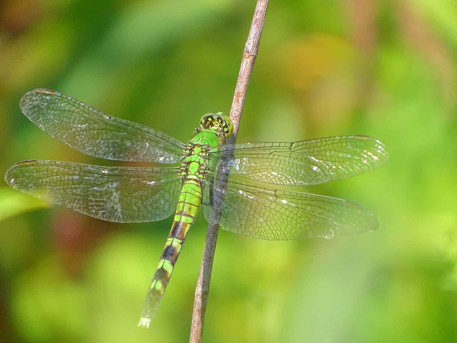 A common green darner dragonfly clings to a twig.