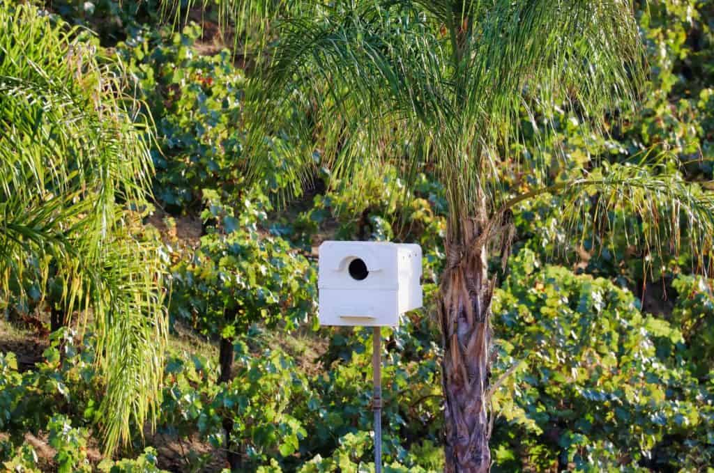 A barn owl nest box on top of a pole at a vineyard to for pest and rodent and pocket gopher control.