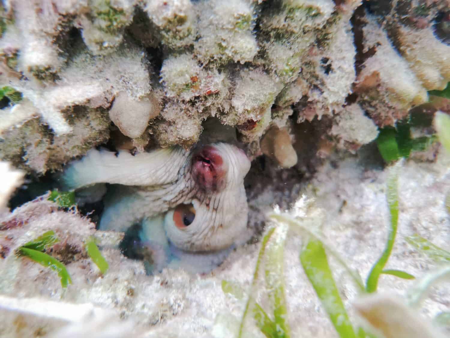 octopus, octopus sleeping, changing its colour 