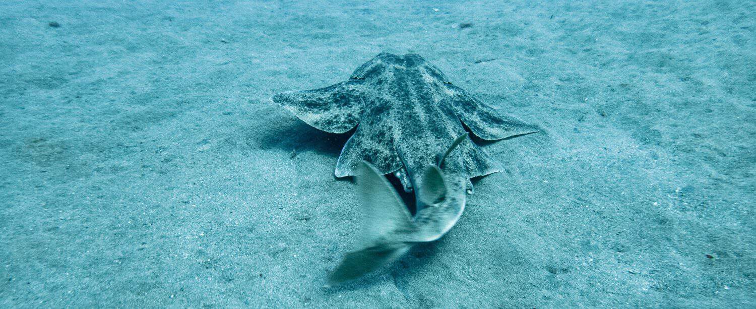 Male Angel shark swimming over the sand