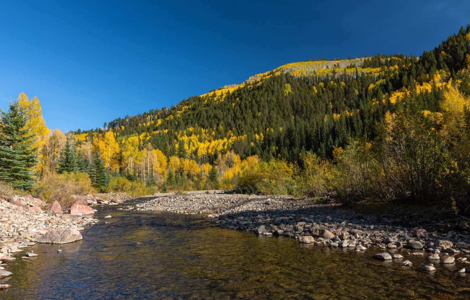 Fall Foliage on the Dolores River in Southern Colorado