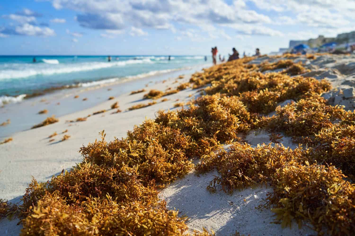 Sargasso piled up on the beach on the sand in the Caribbean. Environmental awareness.