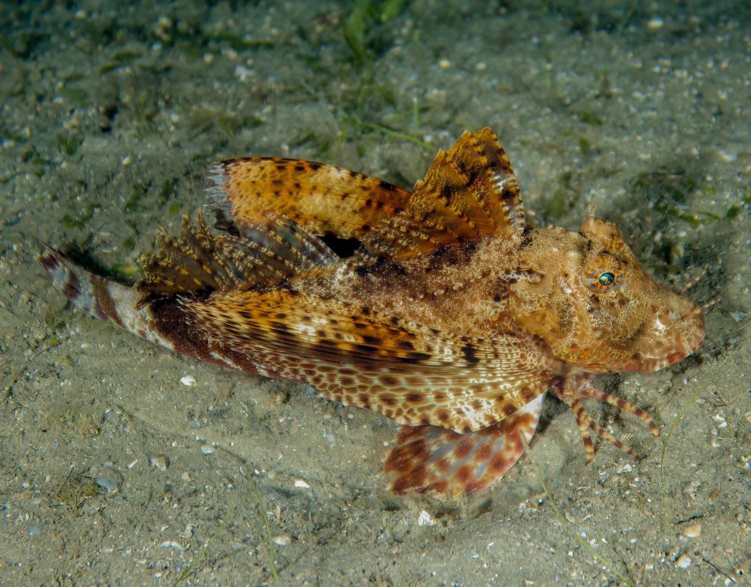 A Banded Sea Robin (Prionotus ophryas) in Florida, USA