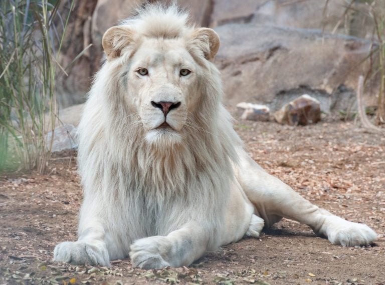 White African lion lying around at wildlife park. White lions are a naturally occurring color variation and this male has amazing eyes and is staring at camera.