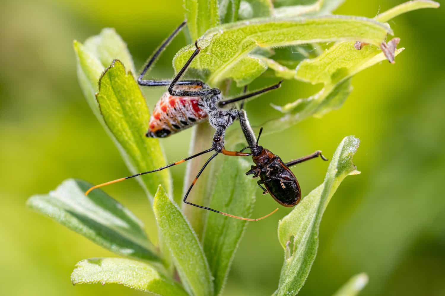 Wheel Bug nymph eating tiny insect. Concept of insect and wildlife conservation, beneficial insect, and backyard flower garden.
