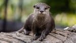 Giant otter