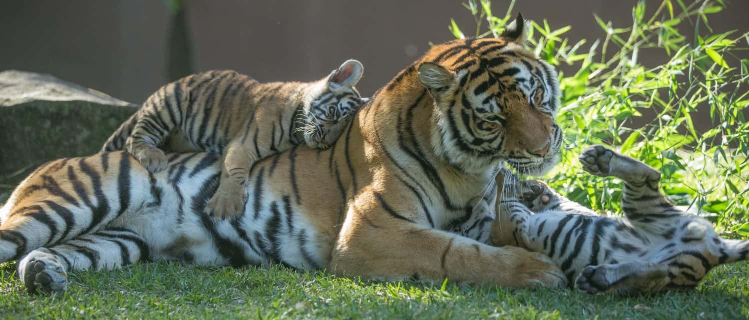 Beautiful mother tiger playing with her cubs. Tiger mothers will take care of their cubs for about two years. They are generally great mothers. This was taken from a close angle.