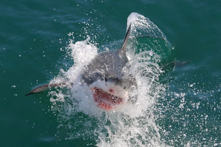 great white shark, Carcharodon carcharias, breaching off Mossel Bay, South Africa