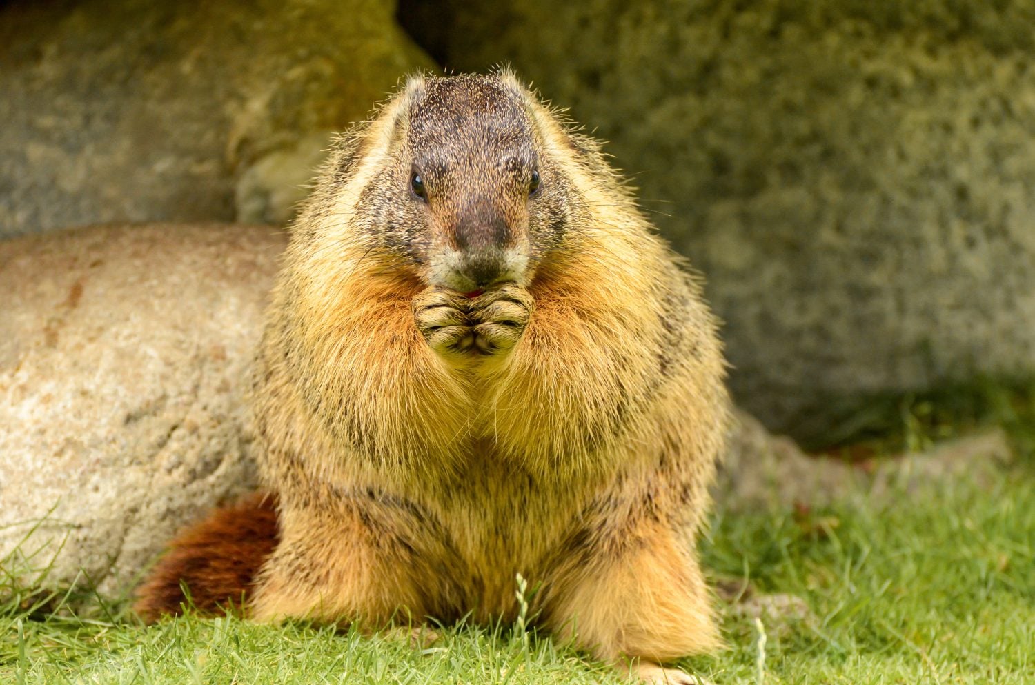 Yellow-bellied marmot (Marmota flaviventris) eating