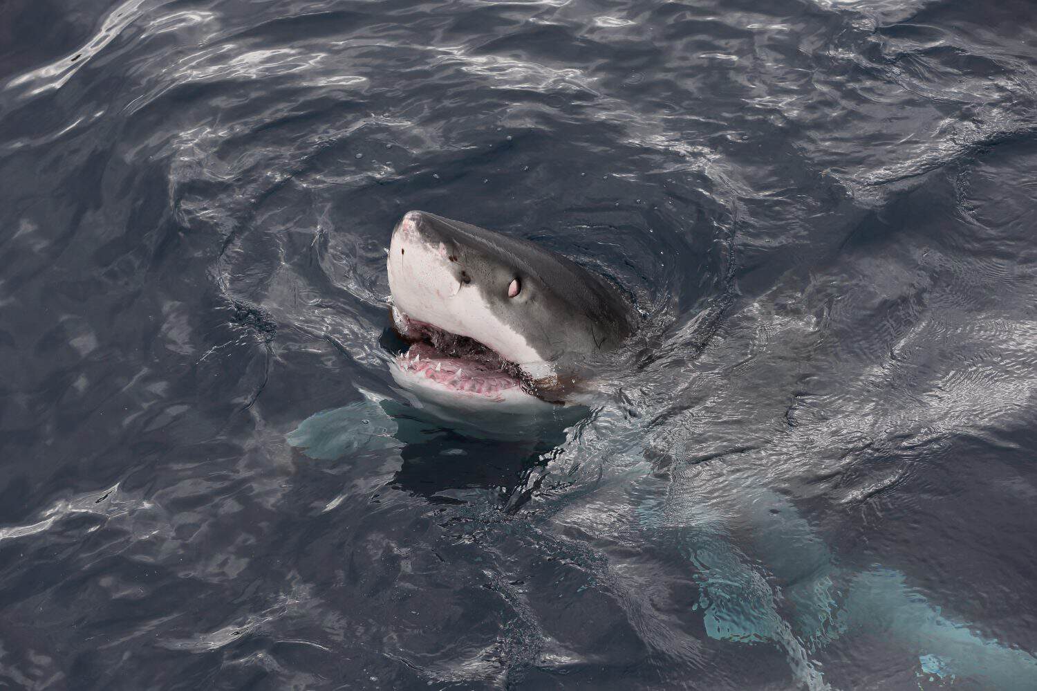 great white shark, Carcharodon carcharias, surfacing to take a piece of algae, Neptune Islands, South Australia