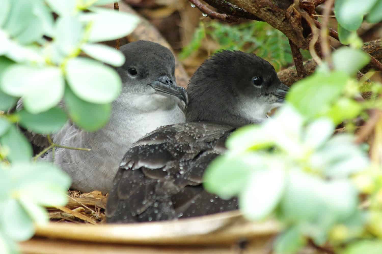 A closeup view of a Newell's Shearwater bird pair in their nest after rain in Hawaii