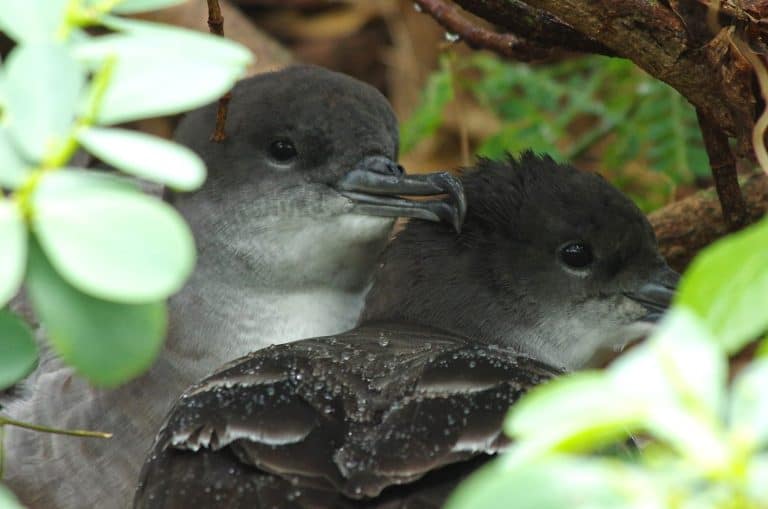 Rain water beads off mating pair of Newell's Shearwater birds nesting in Kauai Hawaii