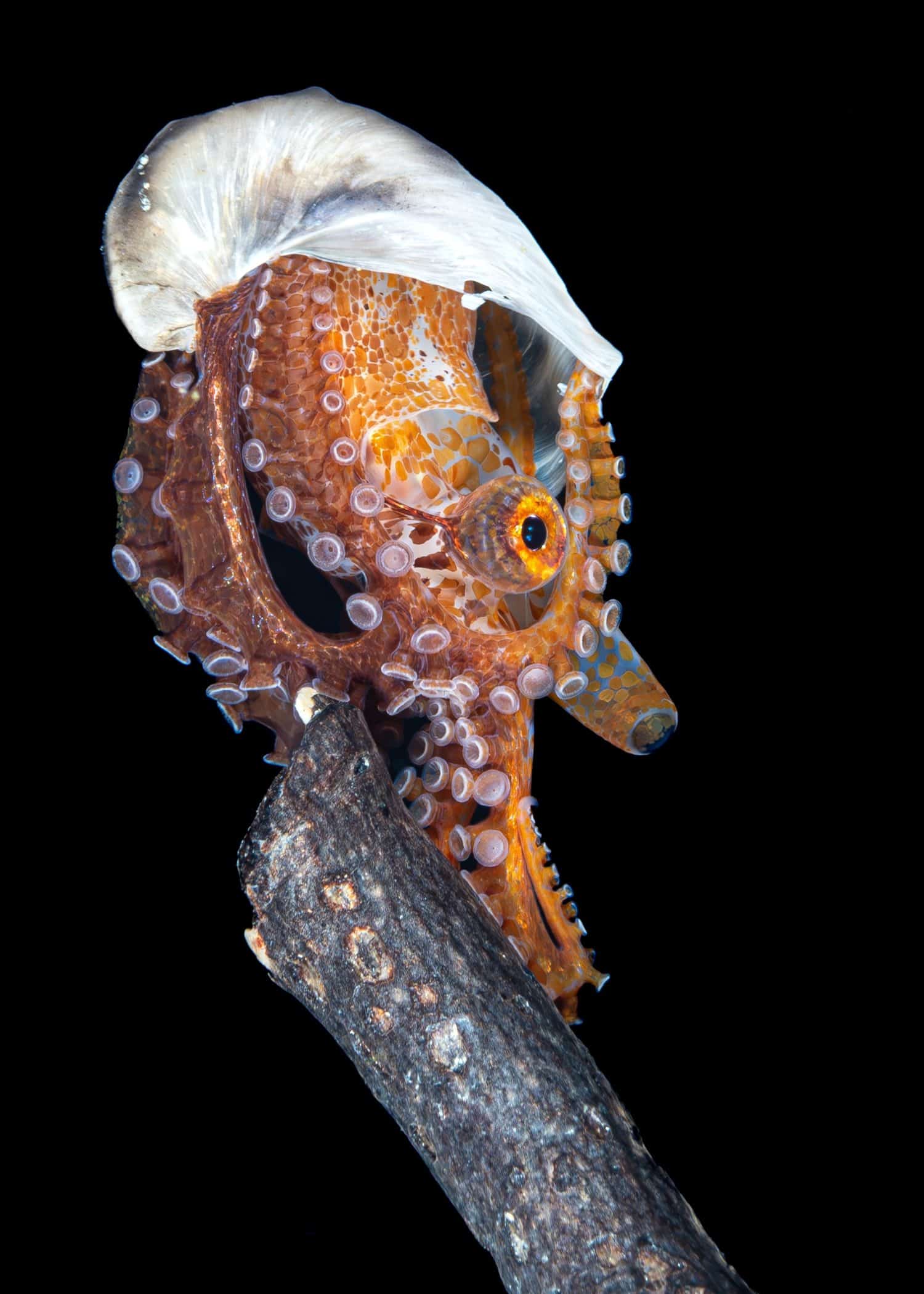 Argonauta hians, female. Blackwater diving in Anilao, Philippines