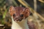 Weasel