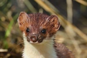 The head of the least weasel