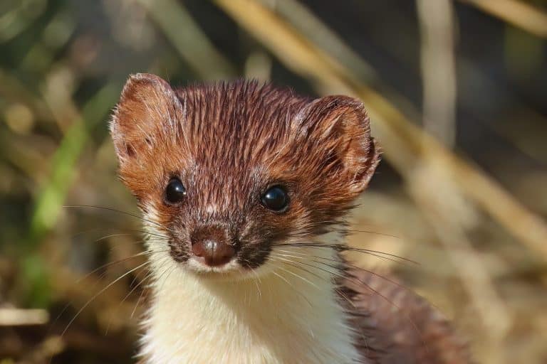 Weasel