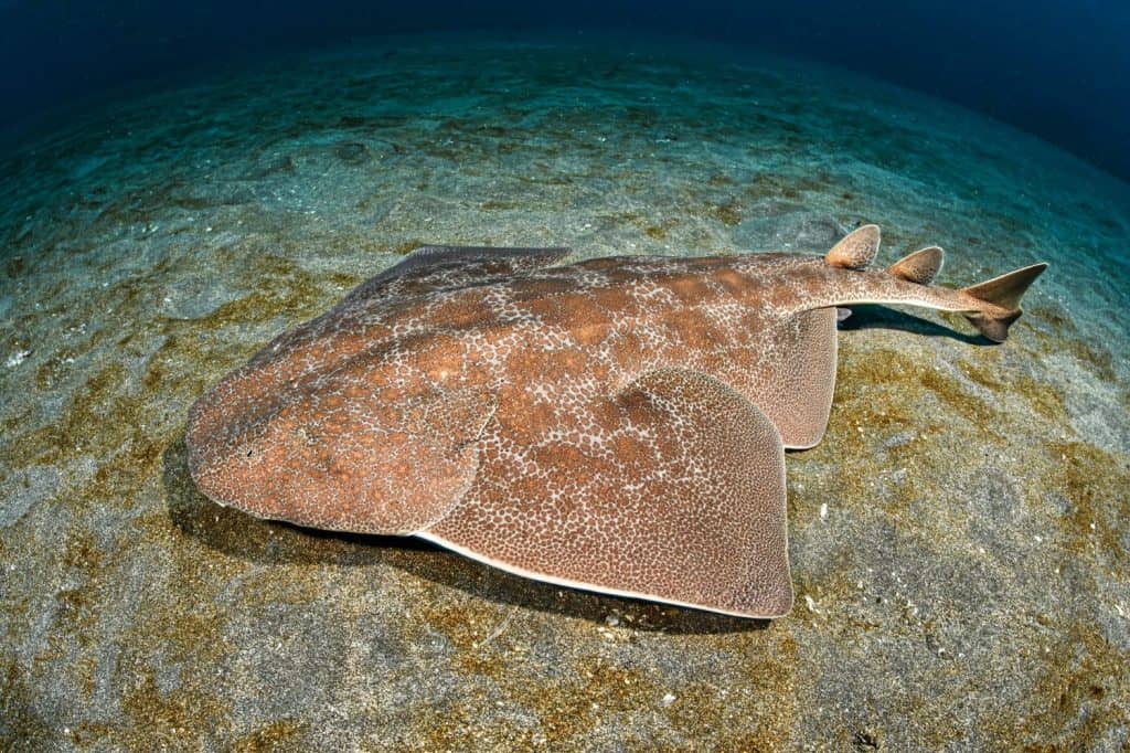 Japanese Angelshark Swimming Underwater in Chiba, Japan