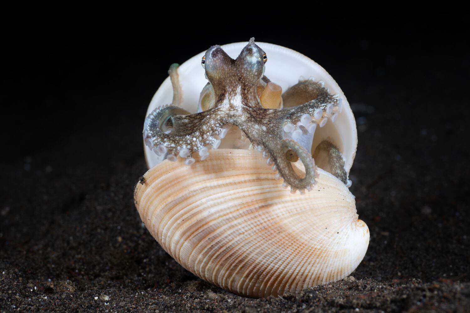 Coconut Octopus - Amphioctopus marginatus making its house from a shell in the night. Macro underwater world of Tulamben, Bali, Indonesia.
