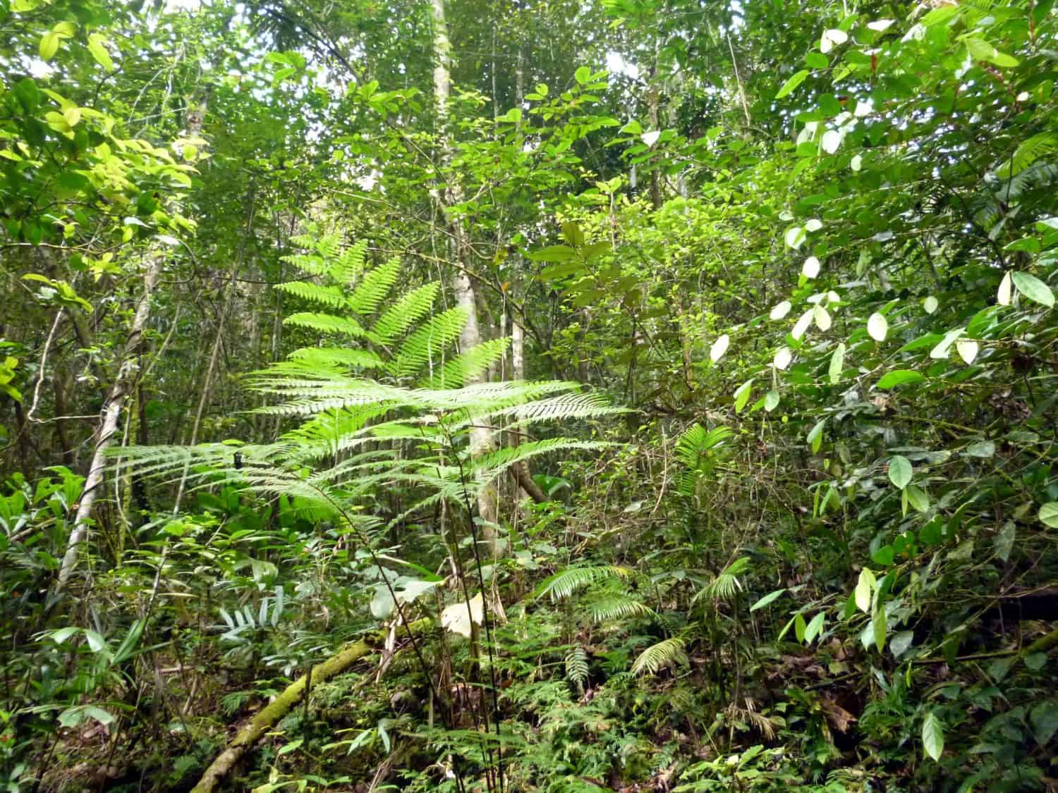Tropical rainforest in Papua New Guinea.